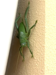 Pseudophyllanax imperialis