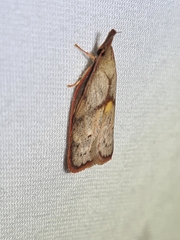 Enchocrates glaucopis