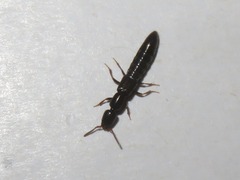 Xantholinus longiventris