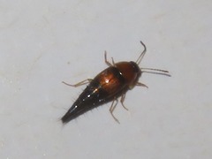 Tachyporus solutus