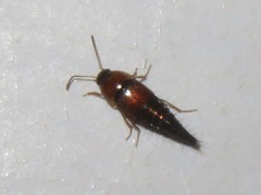 Tachyporus solutus