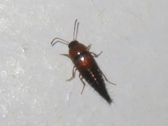 Tachyporus solutus