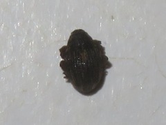 Rhinoncus leucostigma