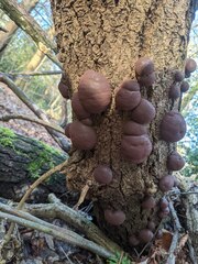 Daldinia concentrica