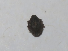 Rhinoncus leucostigma