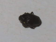 Ceutorhynchus obstrictus