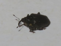 Ceutorhynchus obstrictus