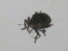 Ceutorhynchus obstrictus