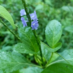 Stachytarpheta jamaicensis