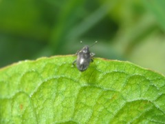 Ceutorhynchus obstrictus