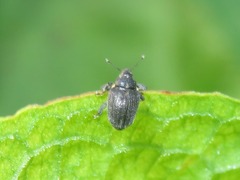 Ceutorhynchus obstrictus