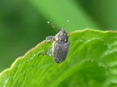 Ceutorhynchus obstrictus