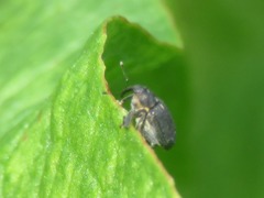 Ceutorhynchus obstrictus