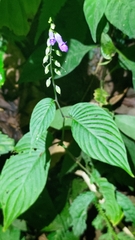 Rhynchoglossum obliquum