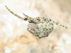 Araneus circe