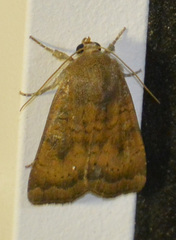 Noctua interjecta
