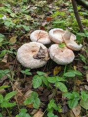 Lactarius torminosus