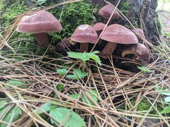 Tricholomopsis rutilans