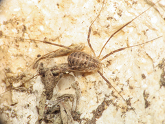 Opilio saxatilis