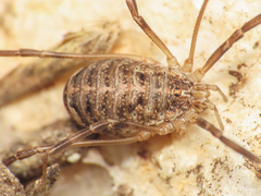 Opilio saxatilis