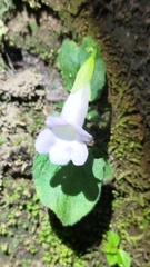 Henckelia anachoreta