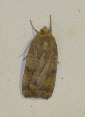 Noctua interjecta