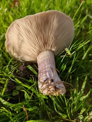 Lepista personata