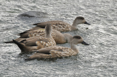 Lophonetta specularioides specularioides