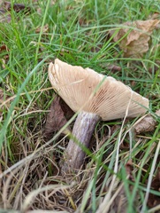 Lepista personata