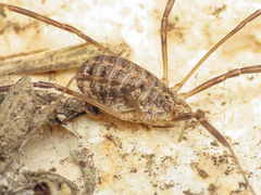 Opilio saxatilis