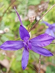 Delphinium consolida
