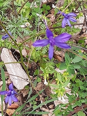 Delphinium consolida