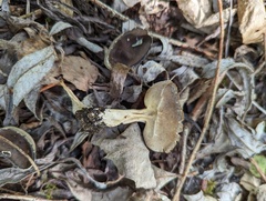 Helvella solitaria
