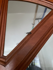 Chalybion bengalense