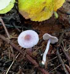 Inocybe lilacina