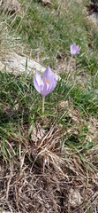 Crocus nudiflorus