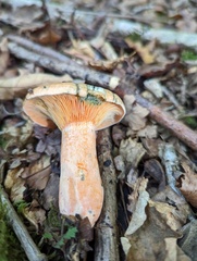 Lactarius deterrimus