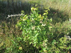 Syringa
