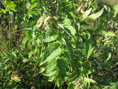 Syringa