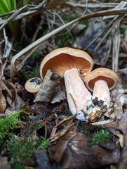 Lactarius deterrimus