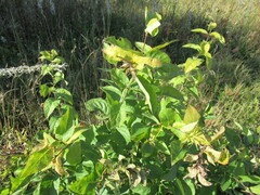 Syringa