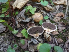 Scleroderma