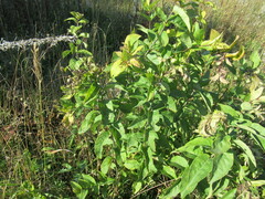 Syringa