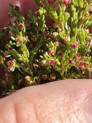Erica tristis