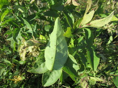 Syringa