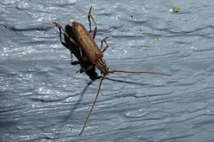 Eburida quadriguttata