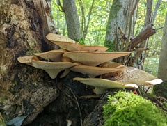 Cerioporus squamosus