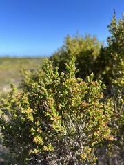 Erica tristis