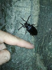 Prionus coriarius