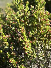 Erica tristis